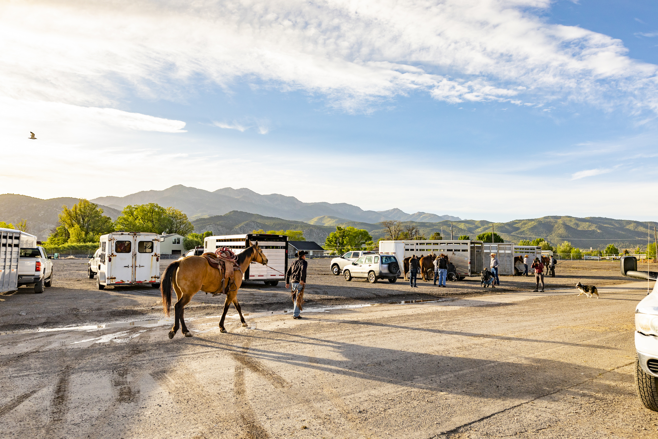 Cowboy Preparing Horses for a Rodeo